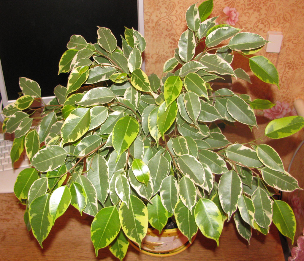 Ficus benjamina